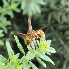 Polistes (Polistella) humilis at Burnside, QLD - suppressed