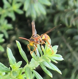 Polistes (Polistella) humilis at Burnside, QLD - suppressed