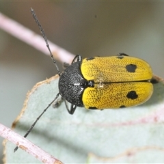 Cadmus (Cadmus) litigiosus (Leaf beetle) at Nimmo, NSW - 21 Jan 2025 by Harrisi