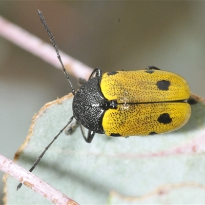 Cadmus (Cadmus) litigiosus (Leaf beetle) at Nimmo, NSW - 22 Jan 2025 by Harrisi