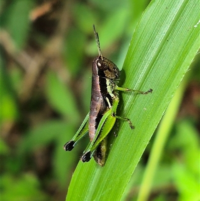 Unverified Grasshopper (several families) at Burnside, QLD - 23 Jan 2025 by clarehoneydove
