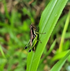 Methiolopsis geniculata at Burnside, QLD - 23 Jan 2025 01:11 PM