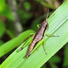 Methiolopsis geniculata at Burnside, QLD - 23 Jan 2025 01:11 PM