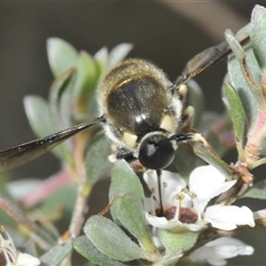 Panops conspicuus (A small-headed fly) at Wilsons Valley, NSW - 21 Jan 2025 by Harrisi