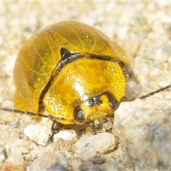 Unidentified Leaf beetle (Chrysomelidae) at Charlotte Pass, NSW - 21 Jan 2025 by Harrisi