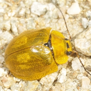 Paropsis augusta at Charlotte Pass, NSW - 21 Jan 2025 01:45 PM