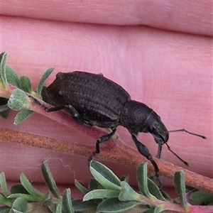 Unidentified Weevil (Curculionoidea) at Marulan, NSW by clarehoneydove