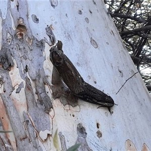 Endoxyla encalypti (Wattle Goat Moth) at Aranda, ACT by Fishaw