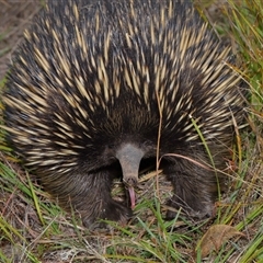 Tachyglossus aculeatus (Short-beaked Echidna) at Forde, ACT - 23 Jan 2025 by TimL