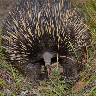 Tachyglossus aculeatus (Short-beaked Echidna) at Forde, ACT - 23 Jan 2025 by TimL