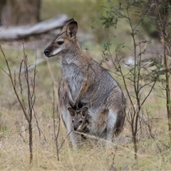 Notamacropus rufogriseus (Red-necked Wallaby) at Forde, ACT - 23 Jan 2025 by TimL