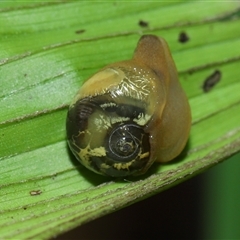 Mysticarion porrectus (Golden Semi-slug) at Acton, ACT - 21 Jan 2025 by TimL