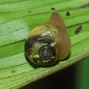 Mysticarion porrectus (Golden Semi-slug) at Acton, ACT by TimL