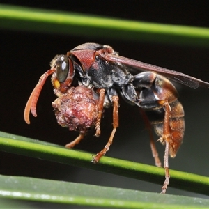 Polistes (Polistella) humilis (Common Paper Wasp) at Acton, ACT by TimL