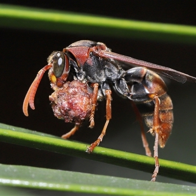 Polistes (Polistella) humilis (Common Paper Wasp) at Acton, ACT - 21 Jan 2025 by TimL