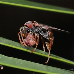 Polistes (Polistella) humilis at Acton, ACT - 21 Jan 2025 12:37 PM