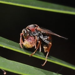 Polistes (Polistella) humilis at Acton, ACT - 21 Jan 2025 12:37 PM