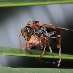 Polistes (Polistella) humilis at Acton, ACT - 21 Jan 2025 12:37 PM