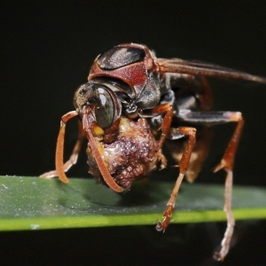 Polistes (Polistella) humilis at Acton, ACT - 21 Jan 2025 12:37 PM