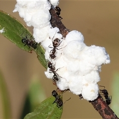 Formicidae (family) (Unidentified ant) at Wodonga, VIC - 10 Jan 2025 by KylieWaldon