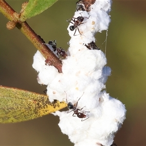 Iridomyrmex rufoniger (Tufted Tyrant Ant) at Wodonga, VIC by KylieWaldon