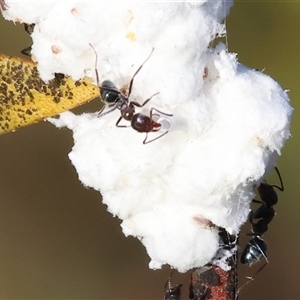 Iridomyrmex rufoniger at Wodonga, VIC - 11 Jan 2025 06:49 AM