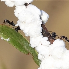 Iridomyrmex sp. (genus) (Ant) at Wodonga, VIC - 11 Jan 2025 by KylieWaldon