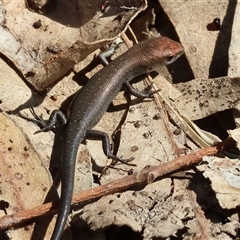 Lampropholis sp. (Grass Skink) at Leneva, VIC - 12 Jan 2025 by KylieWaldon