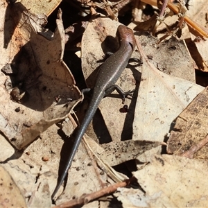 Lampropholis sp. at Leneva, VIC - 12 Jan 2025 09:05 AM