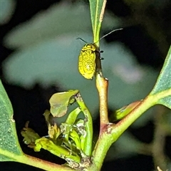 Aporocera (Aporocera) erosa (A leaf beetle) at Kambah, ACT - 23 Jan 2025 by HelenCross