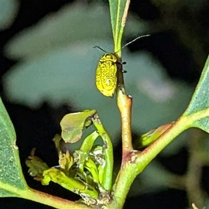 Aporocera (Aporocera) erosa (A leaf beetle) at Kambah, ACT by HelenCross