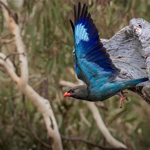 Eurystomus orientalis (Dollarbird) at Hackett, ACT by trevsci