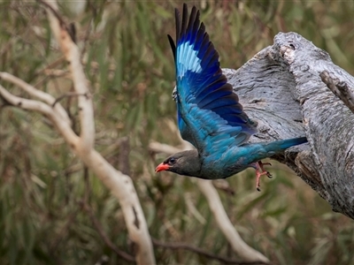 Eurystomus orientalis (Dollarbird) at Hackett, ACT - 23 Jan 2025 by trevsci