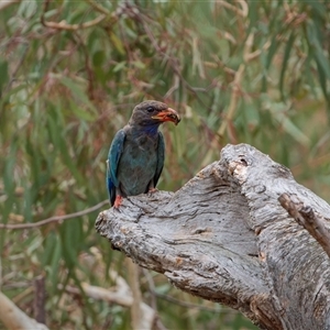 Eurystomus orientalis at Hackett, ACT - suppressed