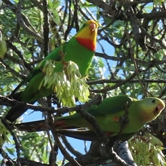 Polytelis swainsonii (Superb Parrot) at Narrabundah, ACT - 18 Jan 2025 by RobParnell