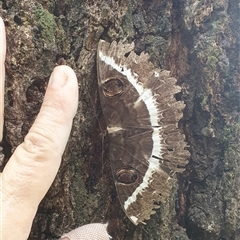 Unidentified Moth (Lepidoptera) at Mororo, NSW - 23 Jan 2025 by Topwood