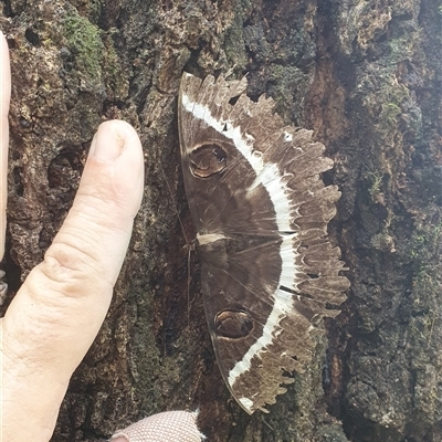 Erebus terminitincta (Erebus Moth) at Mororo, NSW - 23 Jan 2025 by Topwood