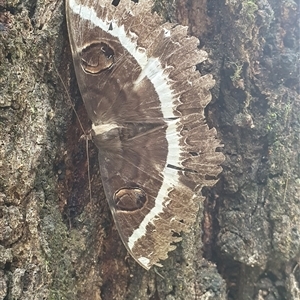 Erebus terminitincta at Mororo, NSW - 23 Jan 2025 01:01 PM