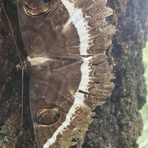 Erebus terminitincta at Mororo, NSW - 23 Jan 2025 01:01 PM