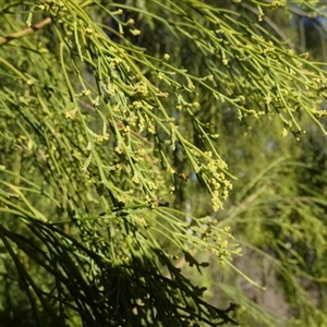 Exocarpos cupressiformis (Cherry Ballart) at Queanbeyan West, NSW by Paul4K