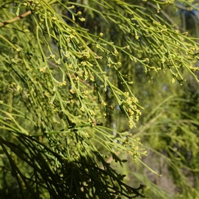 Exocarpos cupressiformis (Cherry Ballart) at Queanbeyan West, NSW - 23 Jan 2025 by Paul4K