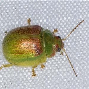 Paropsisterna pictipes (Eucalyptus leaf beetle) at Melba, ACT by kasiaaus