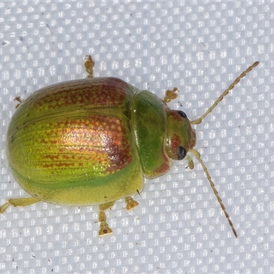 Paropsisterna pictipes (Eucalyptus leaf beetle) at Melba, ACT - 21 Jan 2025 by kasiaaus