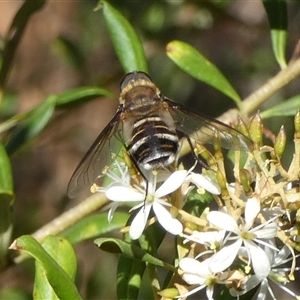 Villa sp. (genus) (Unidentified Villa bee fly) at Queanbeyan West, NSW by Paul4K