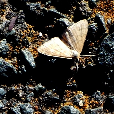 Scopula rubraria at Queanbeyan West, NSW - 23 Jan 2025 by Paul4K