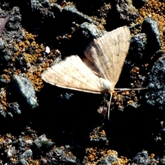 Scopula rubraria at Queanbeyan West, NSW - 24 Jan 2025 07:26 AM