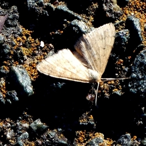 Scopula rubraria at Queanbeyan West, NSW - 24 Jan 2025 07:26 AM