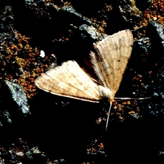 Scopula rubraria at Queanbeyan West, NSW - 24 Jan 2025 07:26 AM