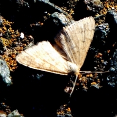 Scopula rubraria at Queanbeyan West, NSW - 24 Jan 2025 07:26 AM