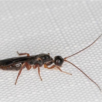 Unidentified Parasitic wasp (numerous families) at Melba, ACT - 21 Jan 2025 by kasiaaus